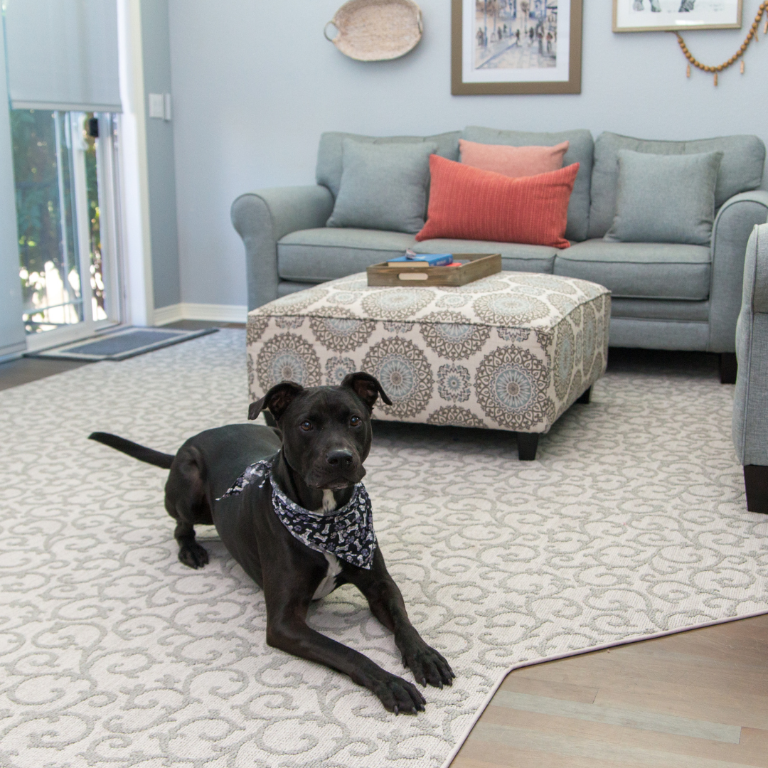 dog laying on carpet in living room